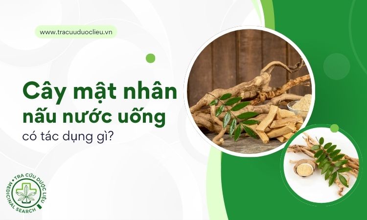 Hướng dẫn cây mật nhân nấu nước uống chữa bệnh 1