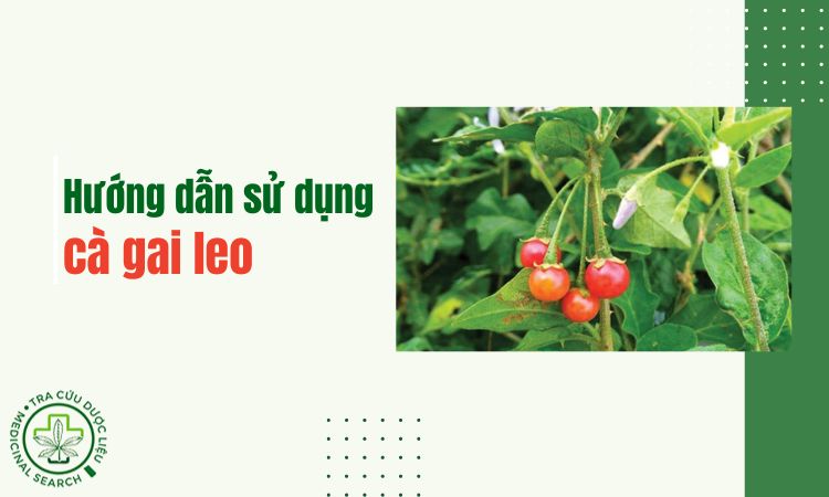 Hướng dẫn cách sử dụng cà gai leo đúng cách 1