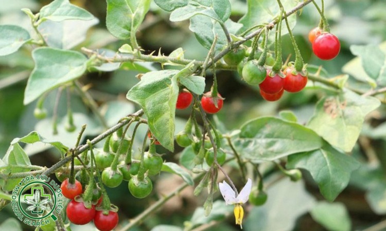 2. Lí do người bệnh gặp tác dụng phụ khi dùng cà gai leo 1