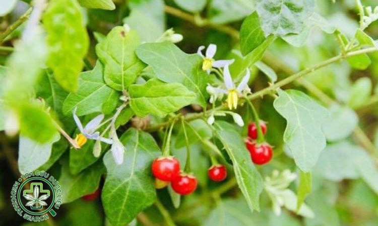 Lưu ý khi uống nước cà gai leo để giảm cân an toàn 1