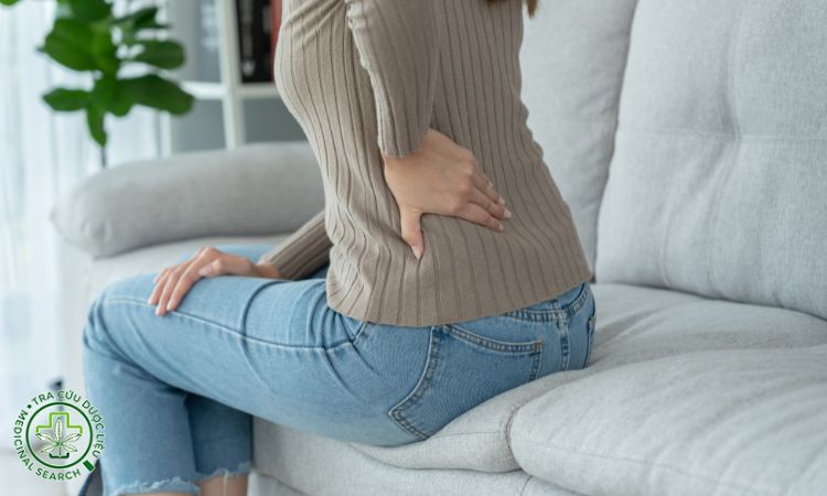 Cà gai leo chữa các bệnh về xương khớp 1
