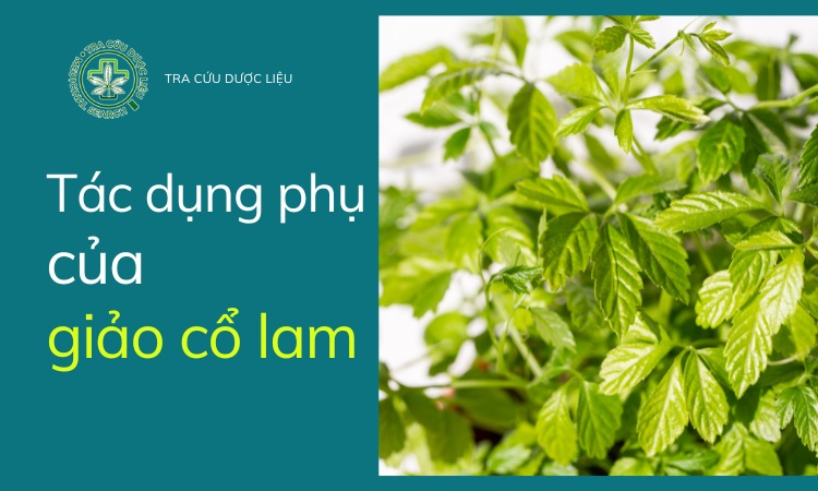 Cần thận trọng với các dụng phụ của giảo cổ lam 1