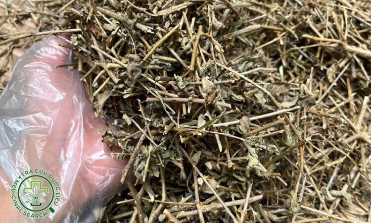 4. Những ai nên và không nên uống cà gai leo? 1