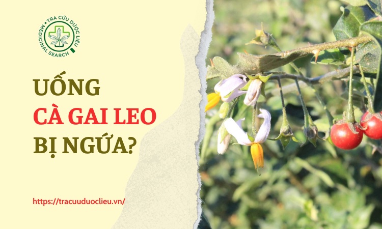 Nguyên nhân uống cà gai leo bị ngứa và cách xử lý 1 Nguyên nhân uống cà gai leo bị ngứa và cách xử lý 1