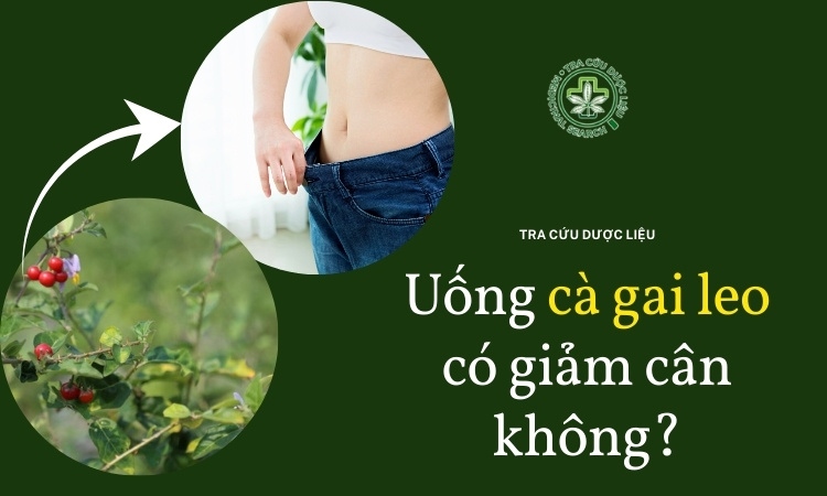 Thực hư chuyện uống cà gai leo giúp giảm cân 1