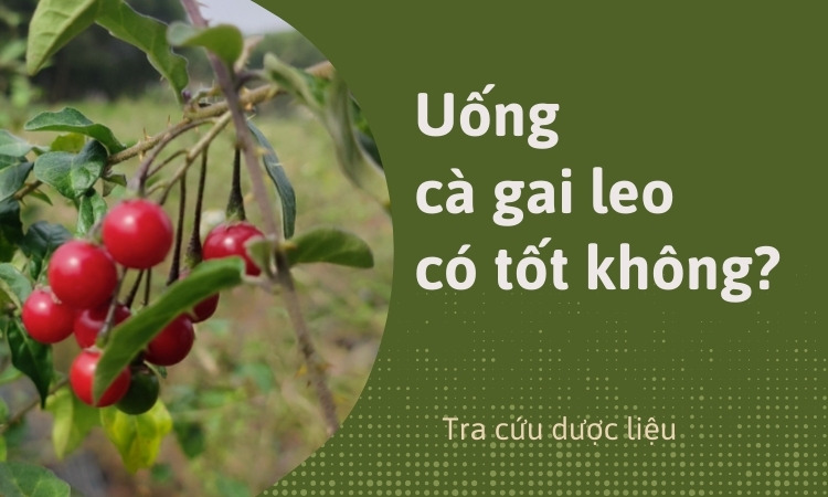 Tìm hiểu câu trả lời: Uống cà gai leo có tốt không? 1