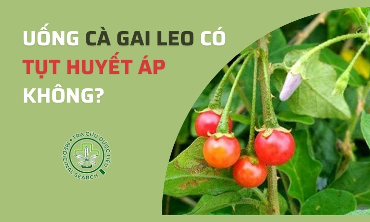 Uống cà gai leo có bị tụt huyết áp không? 1