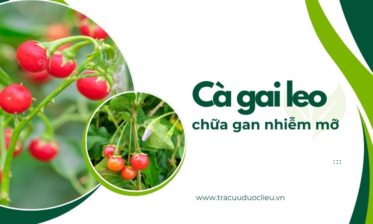 4 cách dùng cà gai leo chữa gan nhiễm mỡ 1