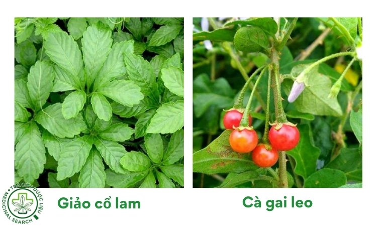 Cà gai leo giảo cổ lam chữa gan nhiễm mỡ 1