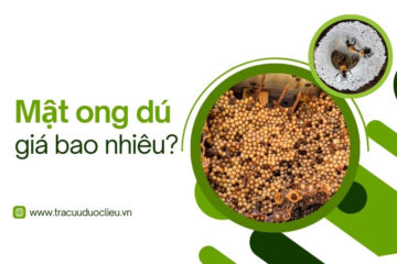 Giá mật ong dú là bao nhiêu? Mua ở đâu?