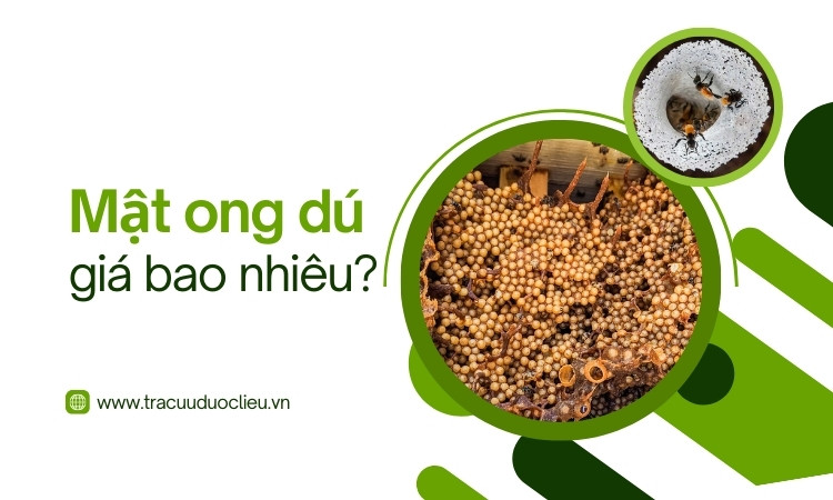 Giá mật ong dú là bao nhiêu? Mua ở đâu? 1