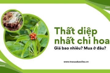 Thất diệp nhất chi hoa giá bao nhiêu? Mua ở đâu?