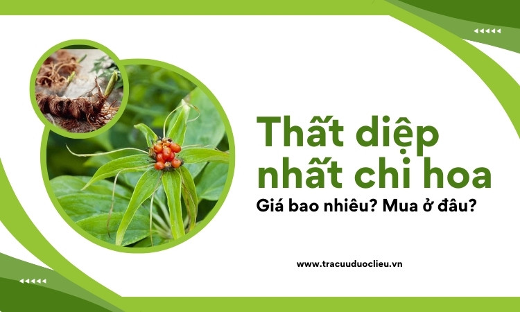 Thất diệp nhất chi hoa giá bao nhiêu? Mua ở đâu? 1