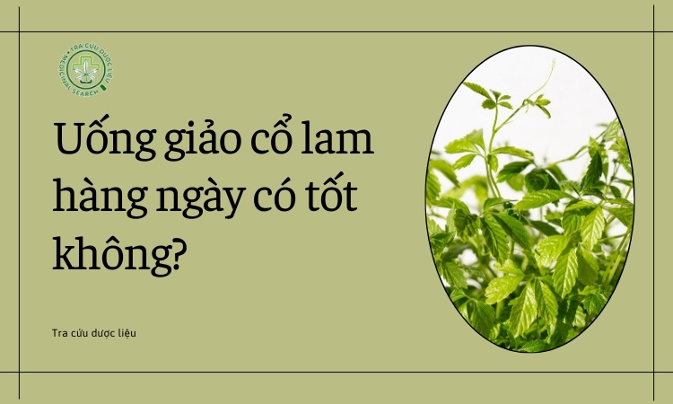 [Giải đáp] Uống giảo cổ lam hàng ngày có tốt không? 1