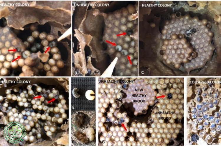 2.1. Bệnh thối ấu trùng châu Âu (European Foulbrood) 1