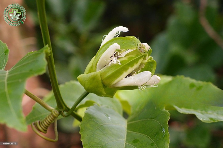 Kỹ thuật kích hoa 1