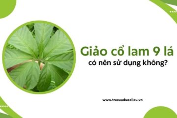 Có nên sử dụng giảo cổ lam 9 lá không?