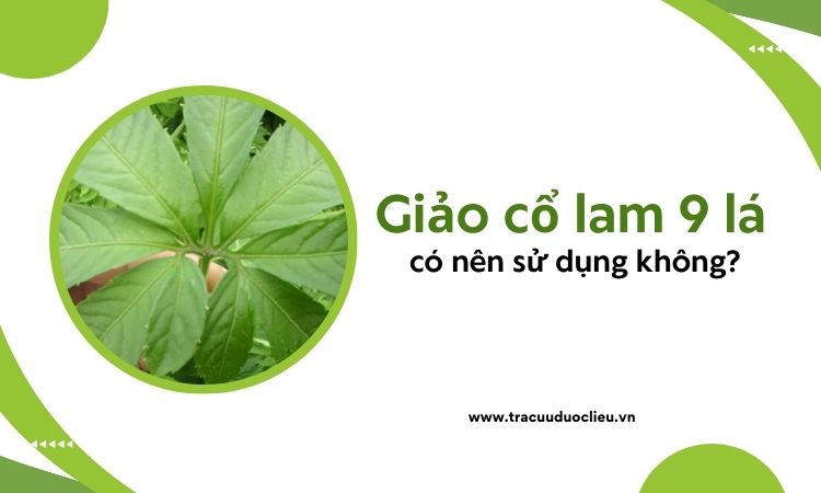 Có nên sử dụng giảo cổ lam 9 lá không? 1