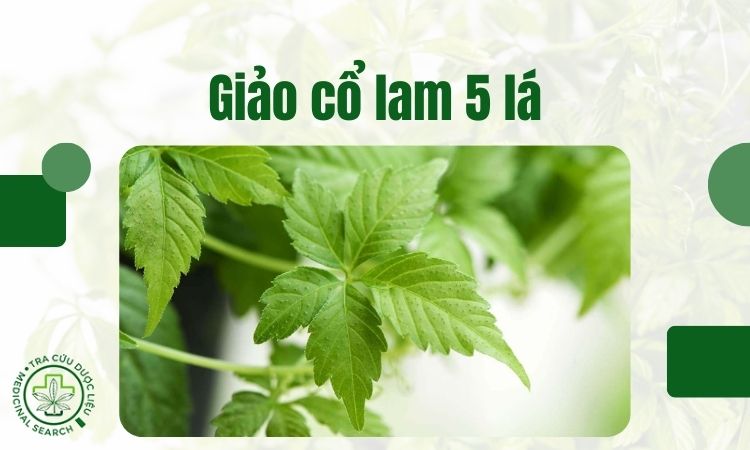 Đặc điểm của cây giảo cổ lam 5 lá 1