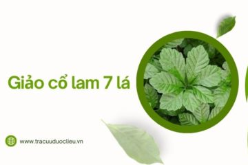 Tìm hiểu về giảo cổ lam 7 lá