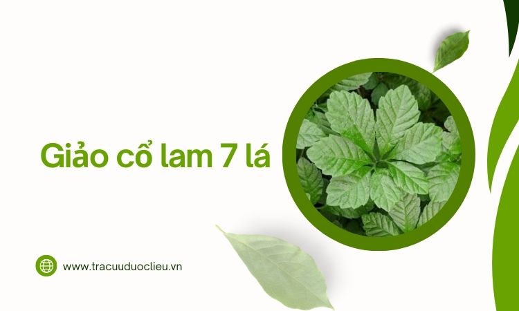 Giảo cổ lam 7 lá - có công dụng gì, sử dụng thế nào? 1