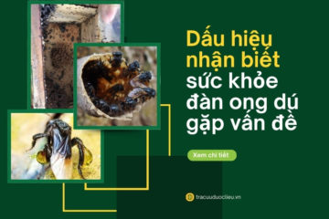 Dấu hiệu nhận biết sức khỏe đàn ong Dú gặp vấn đề