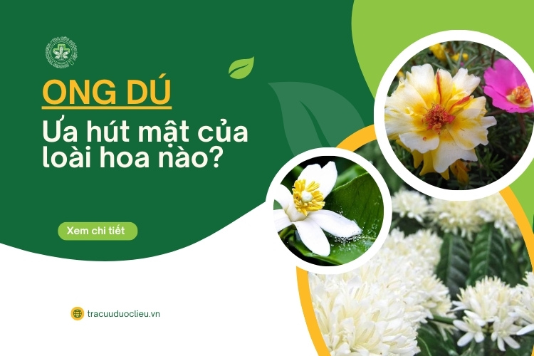 Ong dú thích hút mật của những loài hoa nào? 1