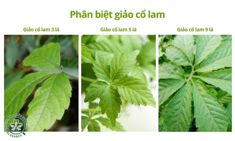 Phân biệt giảo cổ lam 7 lá với các loại giảo cổ lam khác 1