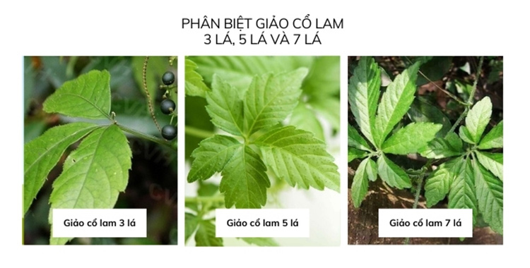 Sự khác biệt giữa giảo cổ lam 9 lá và các loại giảo cổ lam khác 1