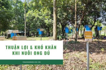 Thuận lợi và khó khăn khi nuôi ong dú ở Việt Nam