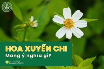 Tiết lộ Ý nghĩa của Hoa Xuyến Chi, sự tích về loài hoa này