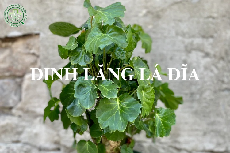 Phân biệt các giống cây đinh lăng 6