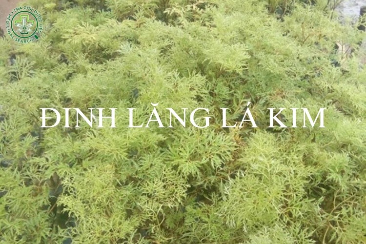 Công dụng của đinh lăng lá kim 1