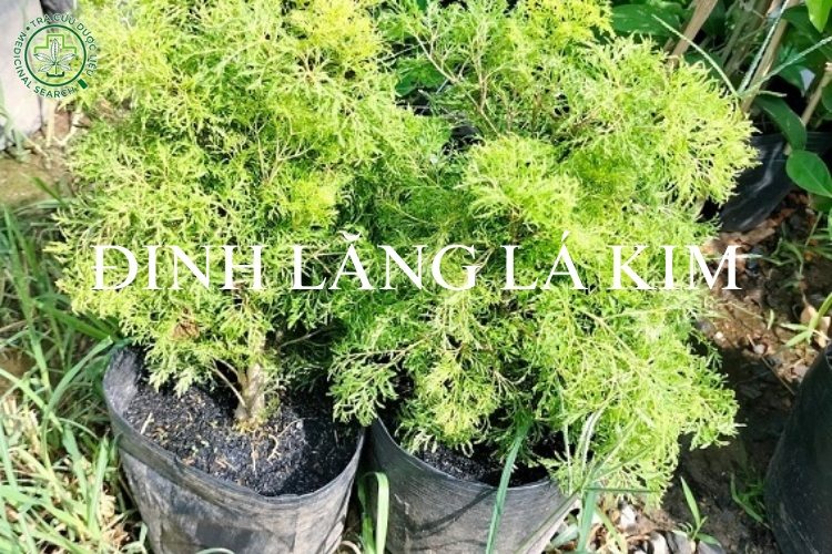 Đinh lăng lá kim - đặc điểm, công dụng 1