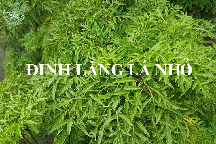 Công dụng của đinh lăng lá kim 2