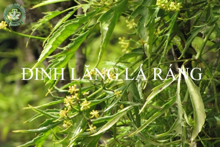 Phân biệt các giống cây đinh lăng 3