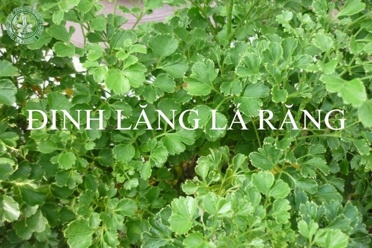 Phân biệt các giống cây đinh lăng 5