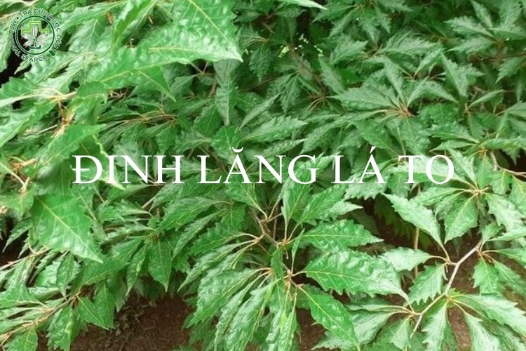 Phân biệt các giống cây đinh lăng 1