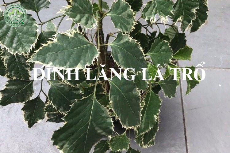 Phân biệt các giống cây đinh lăng 4