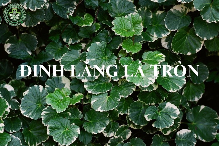 Phân biệt các giống cây đinh lăng 2