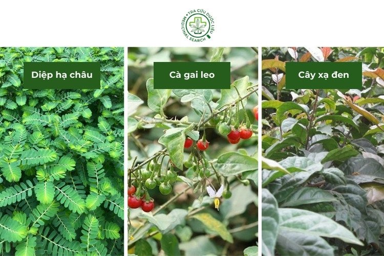 Lưu ý khi dùng giảo cổ lam để mang lại hiệu quả tốt 2