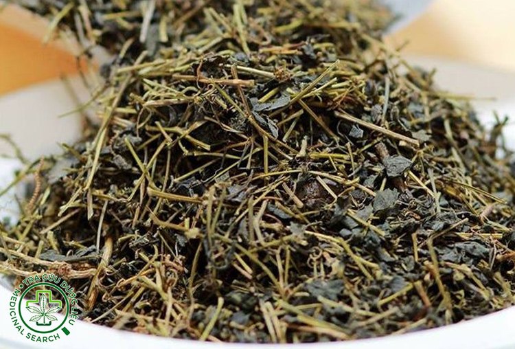 Bài thuốc chữa gan nhiễm mỡ từ giảo cổ lam 1