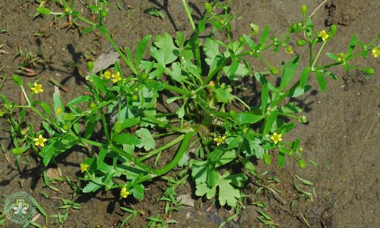 Mao lương 2 Mao lương 2