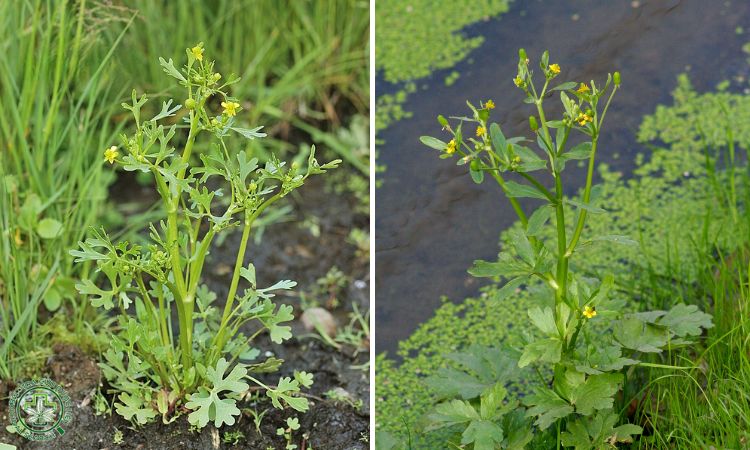 Rau cần dại có ăn được không? 2 Rau cần dại có ăn được không? 2