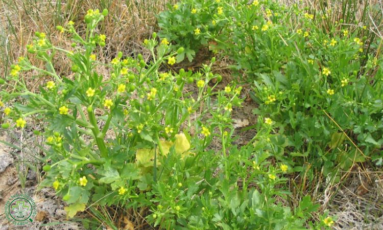 Mao lương 1 Mao lương 1