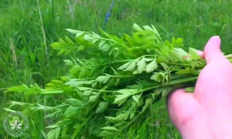 Rau cần nước dại 2 Rau cần nước dại 2