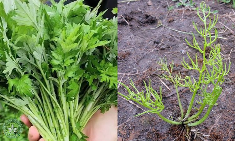 Rau cần dại có ăn được không? 1 Rau cần dại có ăn được không? 1