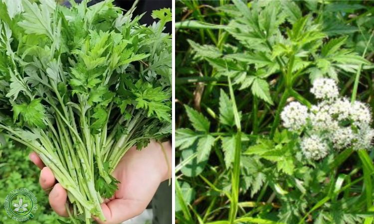 Rau cần nước dại 1 Rau cần nước dại 1