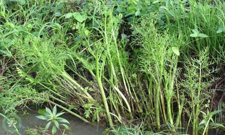 Rau cần trôi 1 Rau cần trôi 1