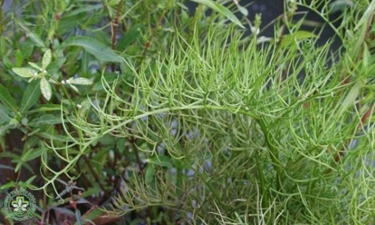 Rau cần trôi 2 Rau cần trôi 2